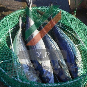 【渊品水产】养马岛海捕鲅鱼马鲛鱼