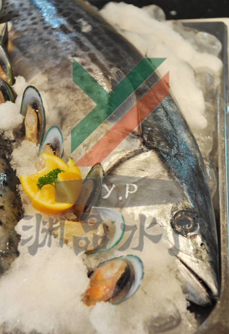 【渊品水产】养马岛海捕鲅鱼马鲛鱼