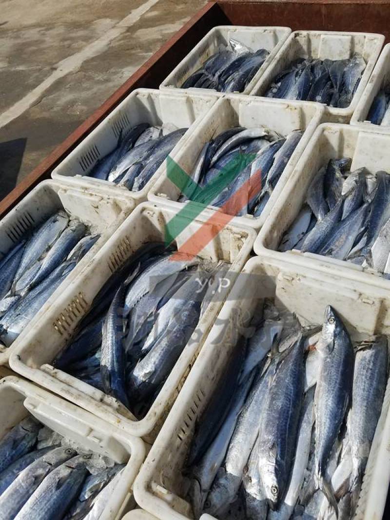 【渊品水产】养马岛海捕鲅鱼马鲛鱼