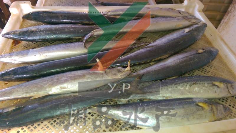 【渊品水产】养马岛海捕鲅鱼马鲛鱼