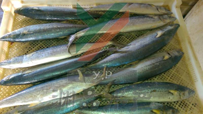 【渊品水产】养马岛海捕鲅鱼马鲛鱼