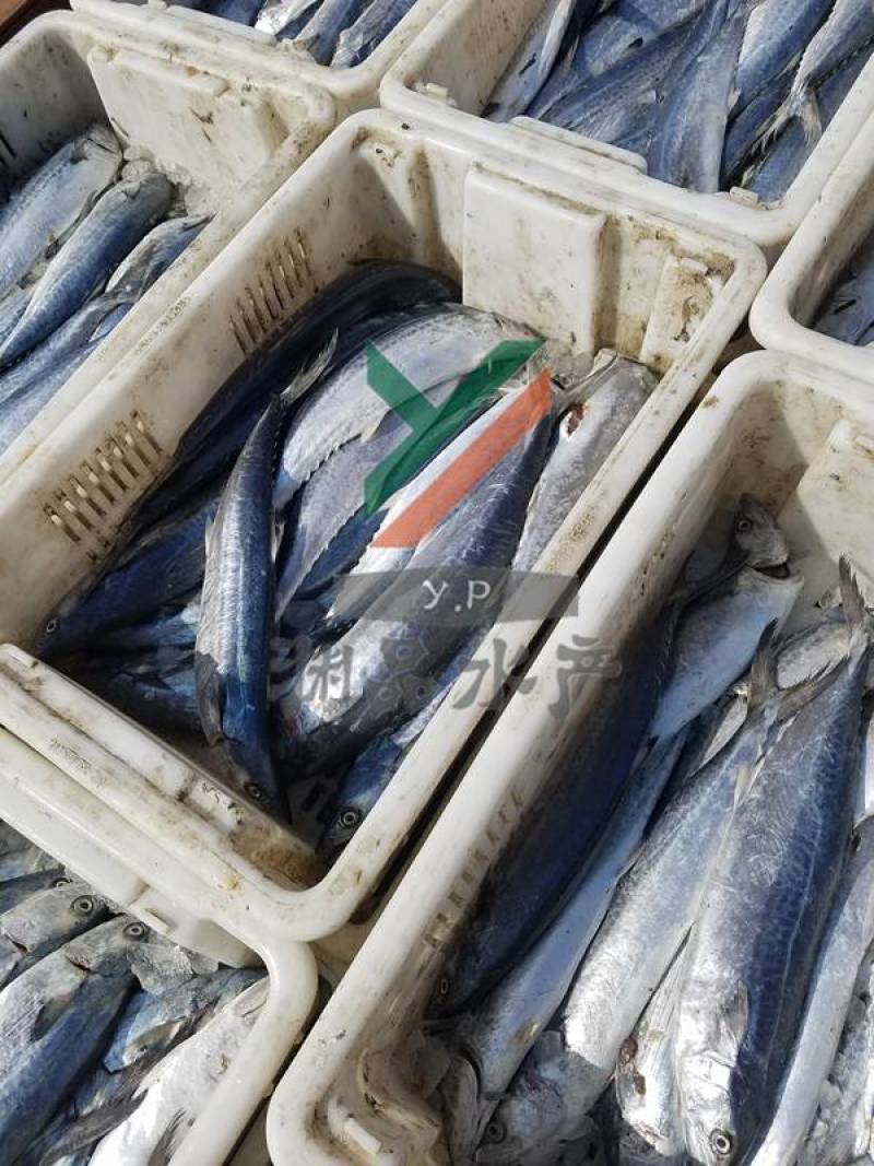 【渊品水产】养马岛海捕鲅鱼马鲛鱼