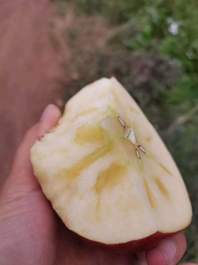 大凉山盐源县丑苹果脆甜多汁欢迎大家来电咨询