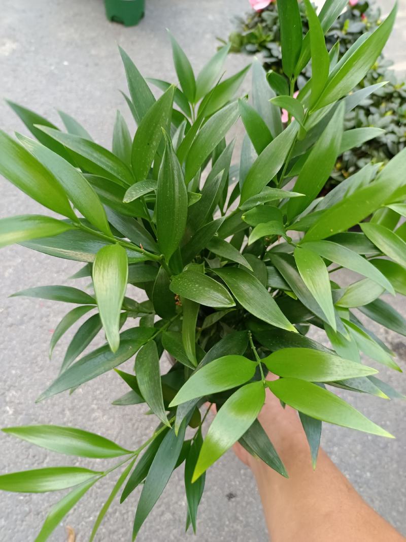 竹柏，福建龙岩竹柏盆栽种植批发基地欢迎新老客户来实地考察