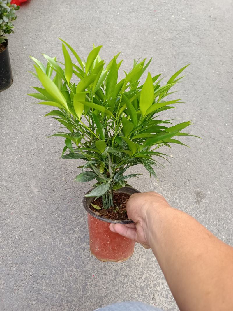 竹柏，福建龙岩竹柏盆栽种植批发基地欢迎新老客户来实地考察
