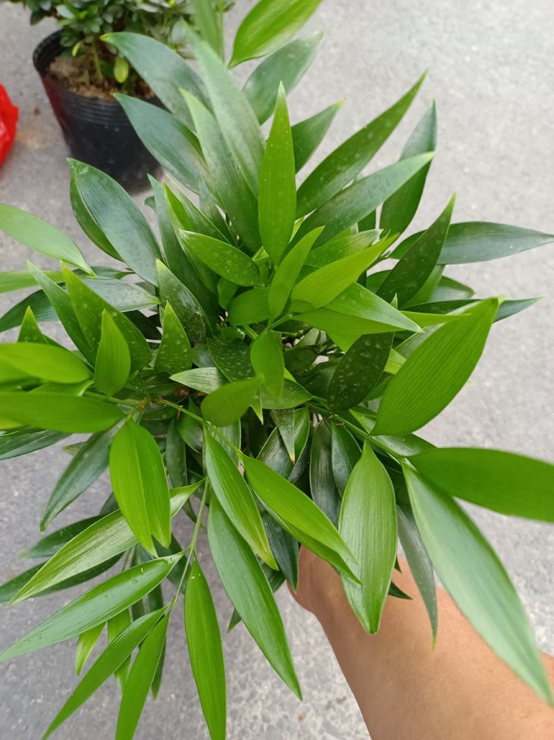竹柏，福建龙岩竹柏盆栽种植批发基地欢迎新老客户来实地考察