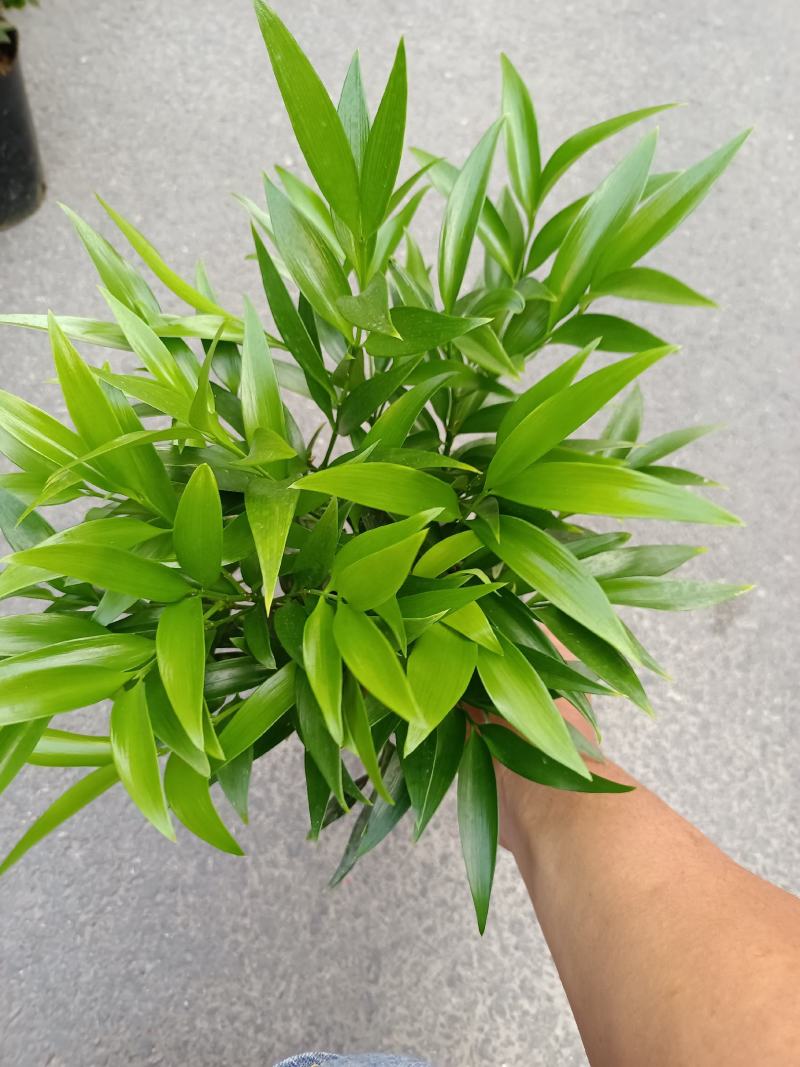 竹柏，福建龙岩竹柏盆栽种植批发基地欢迎新老客户来实地考察