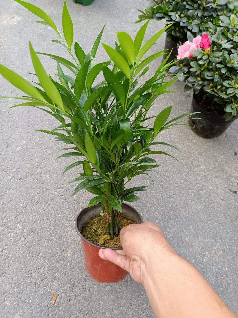 竹柏，福建龙岩竹柏盆栽种植批发基地欢迎新老客户来实地考察