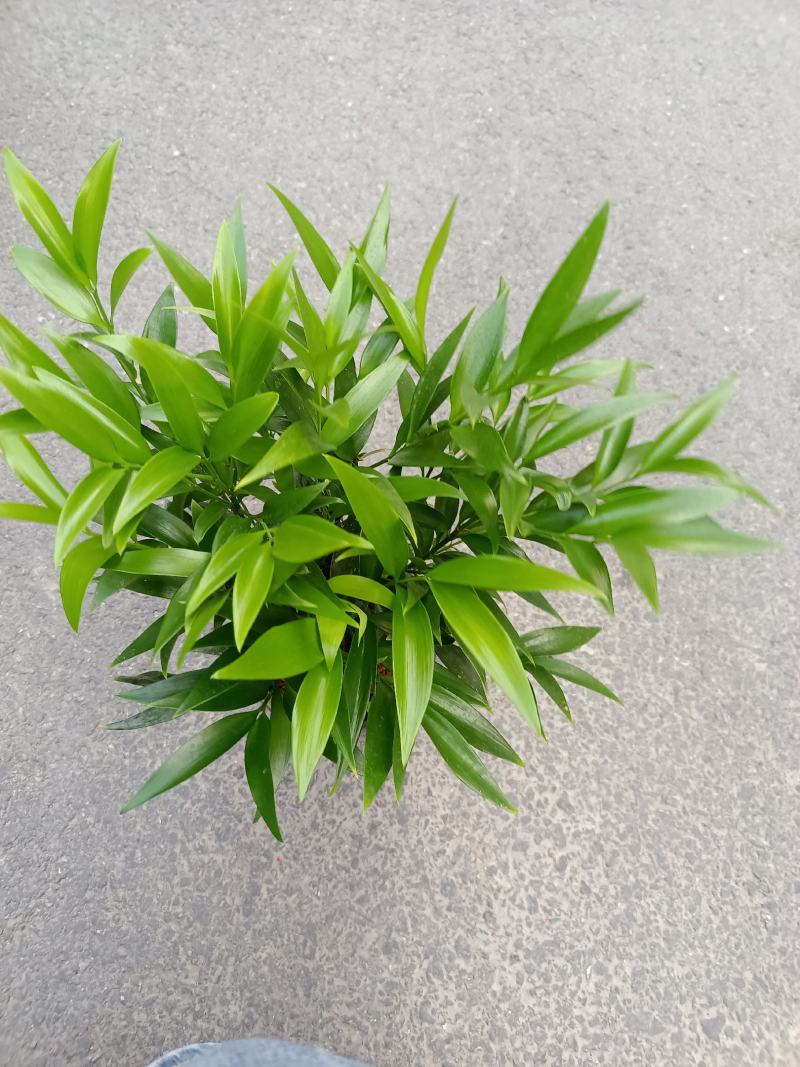 竹柏，福建龙岩竹柏盆栽种植批发基地欢迎新老客户来实地考察
