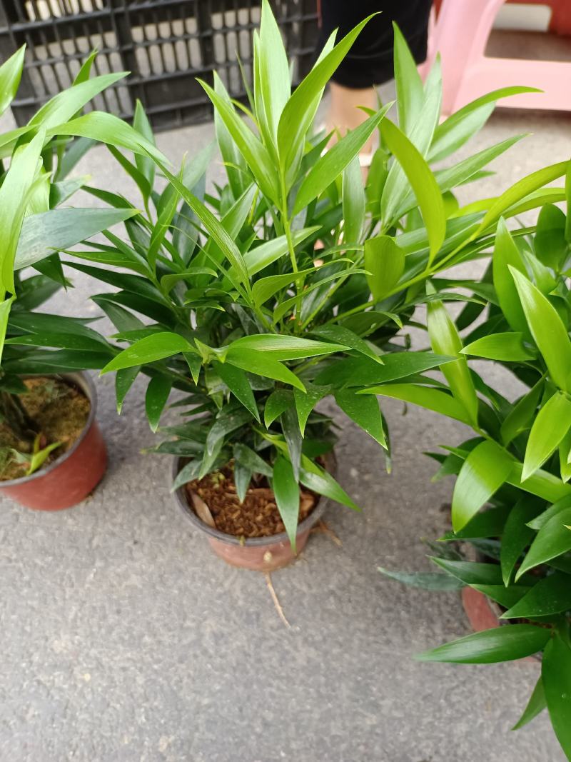竹柏，福建龙岩竹柏盆栽种植批发基地欢迎新老客户来实地考察