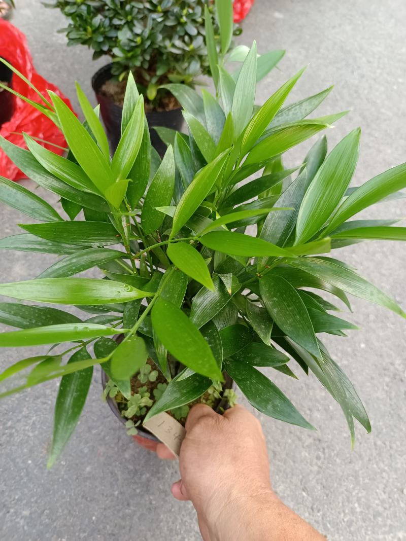 竹柏，福建龙岩竹柏盆栽种植批发基地欢迎新老客户来实地考察
