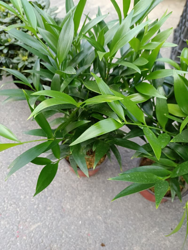 竹柏，福建龙岩竹柏盆栽种植批发基地欢迎新老客户来实地考察