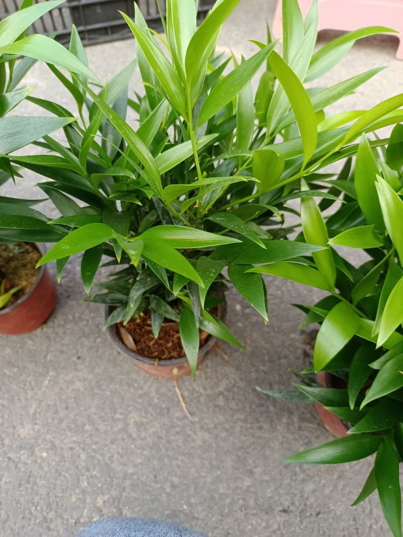 竹柏，福建龙岩竹柏盆栽种植批发基地欢迎新老客户来实地考察