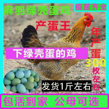 正宗1斤高产麻羽绿壳蛋鸡五黑鸡活体土鸡农家散养下蛋鸡包活