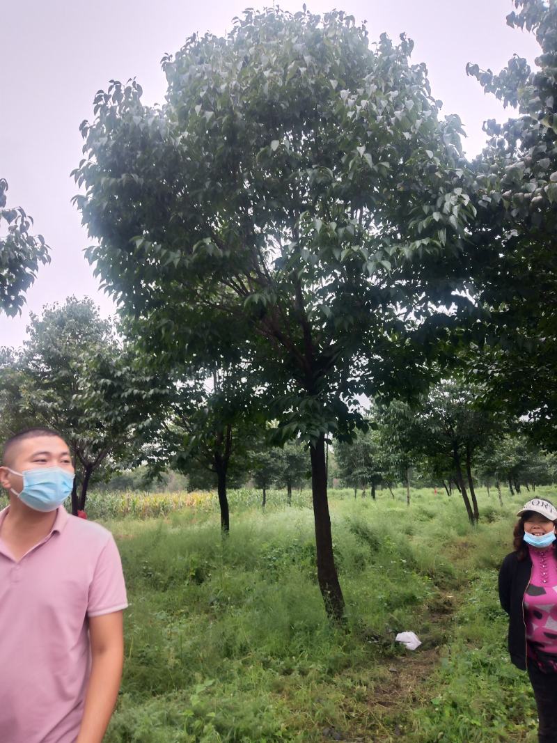 杜仲8.......15公分，货源充足，树形好，间距宽