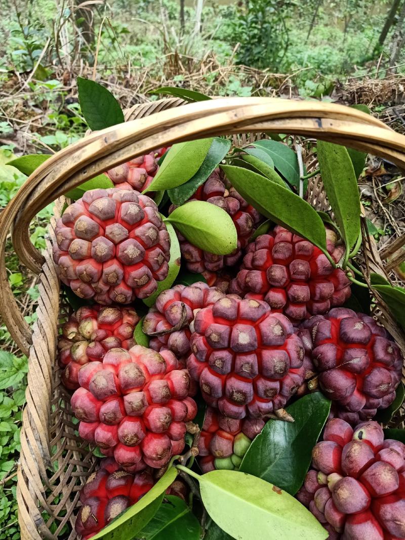 黑老虎，布福娜水果批发，一件代发顺丰包邮