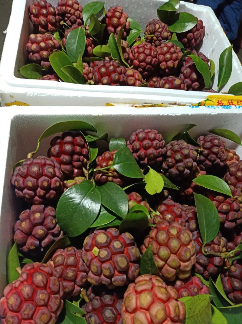 黑老虎，布福娜水果批发，一件代发顺丰包邮