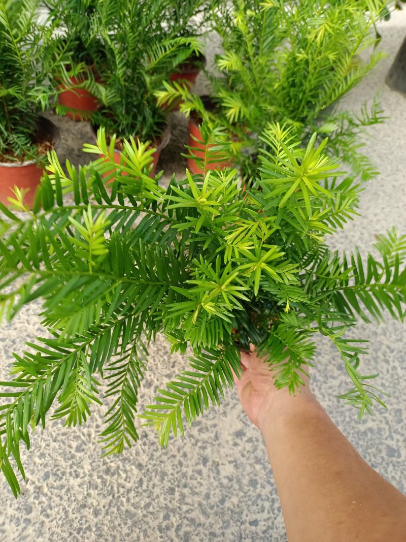 红豆杉福建龙岩种植批发基地欢迎新老客户来实地考察