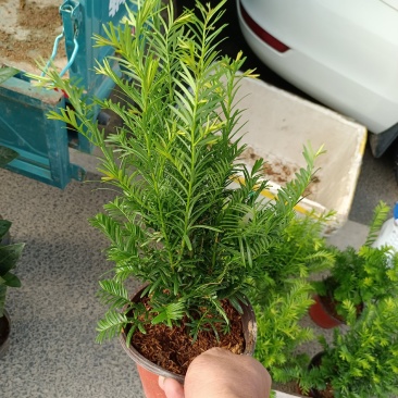 红豆杉福建龙岩种植批发基地欢迎新老客户来实地考察