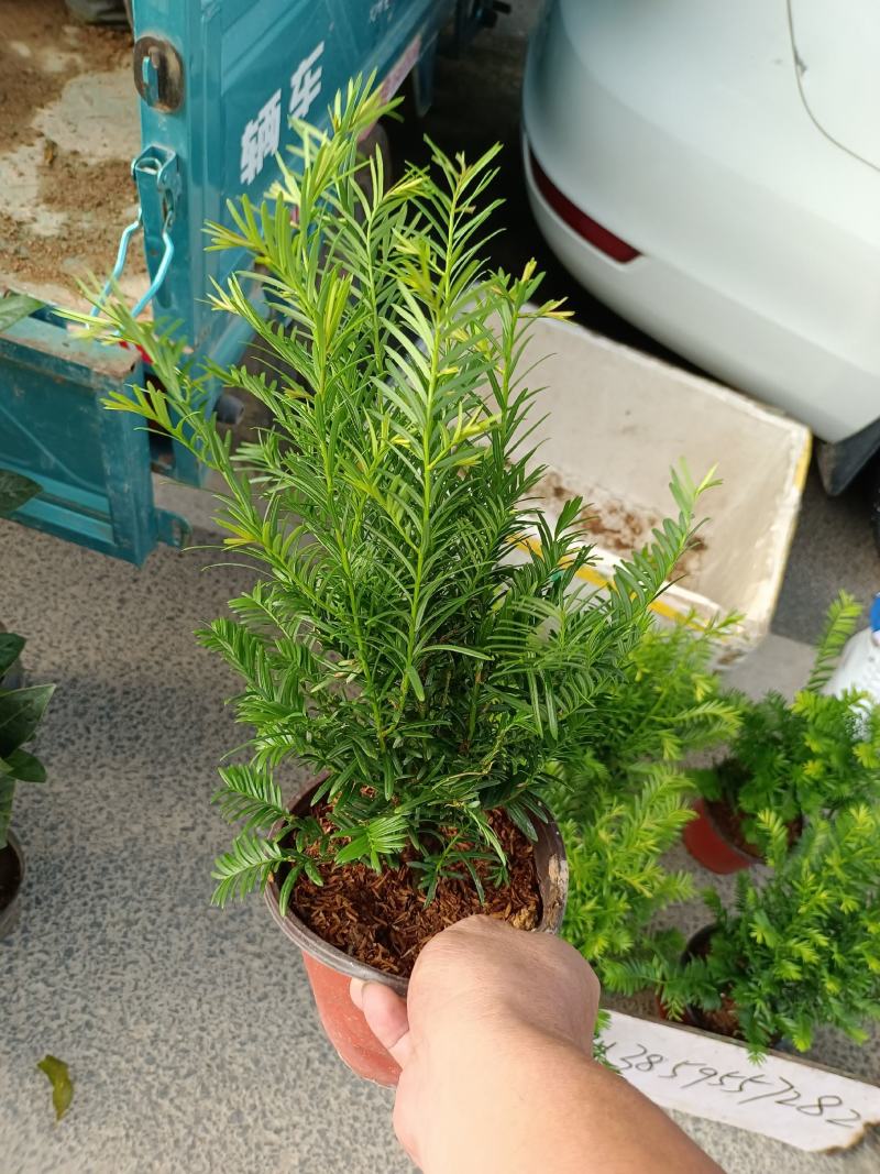 红豆杉福建龙岩种植批发基地欢迎新老客户来实地考察