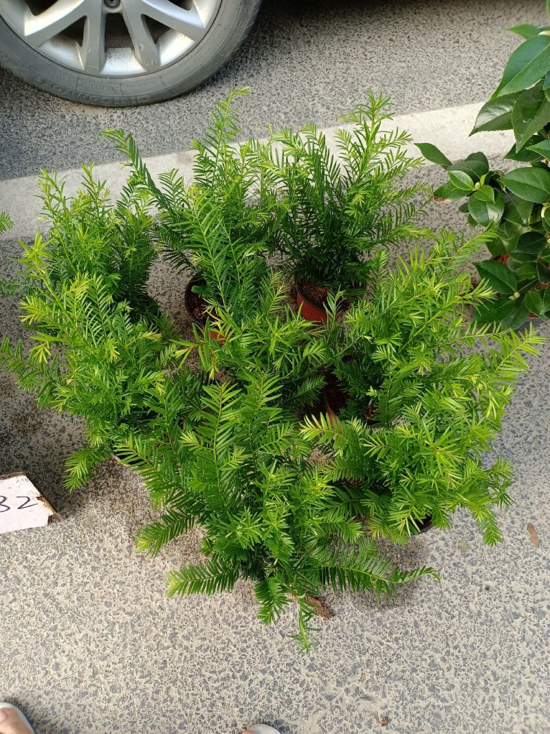 红豆杉福建龙岩种植批发基地欢迎新老客户来实地考察