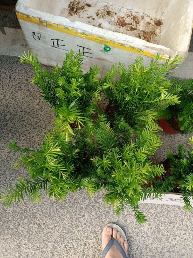 红豆杉福建龙岩种植批发基地欢迎新老客户来实地考察