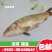 溱湖大鲤鱼新鲜活鱼现捕现杀食用淡水鱼红烧鲤鱼糖醋鲤鱼食材