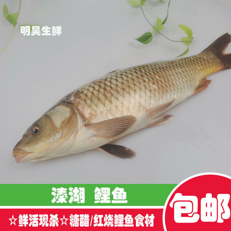 溱湖大鲤鱼新鲜活鱼现捕现杀食用淡水鱼红烧鲤鱼糖醋鲤鱼食材