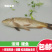 溱湖大鲤鱼新鲜活鱼现捕现杀食用淡水鱼红烧鲤鱼糖醋鲤鱼食材