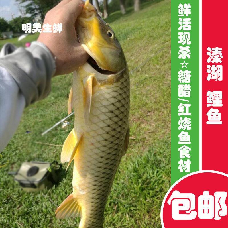 溱湖大鲤鱼新鲜活鱼现捕现杀食用淡水鱼红烧鲤鱼糖醋鲤鱼食材