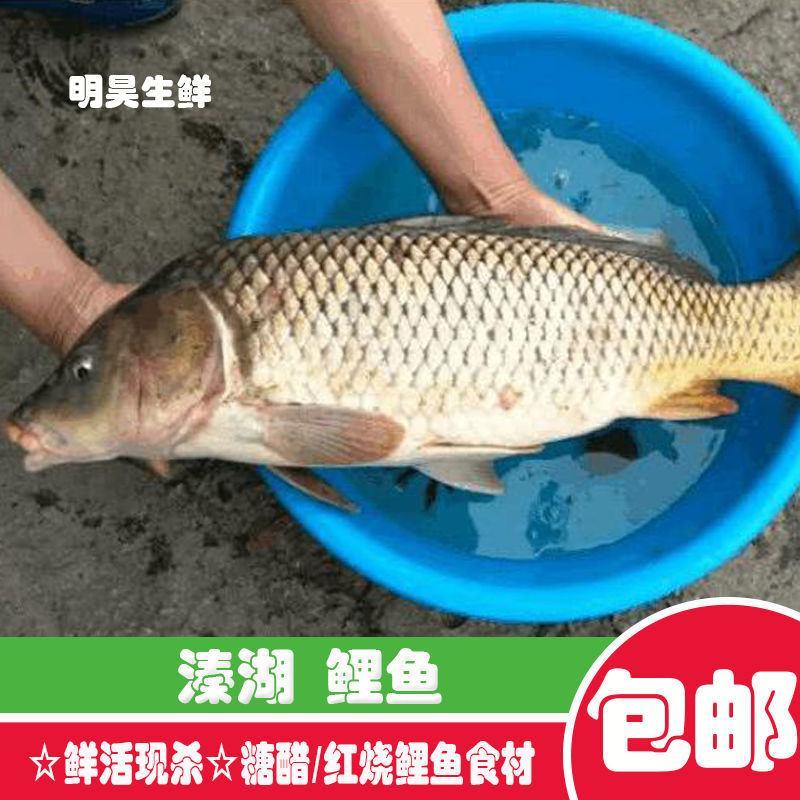 溱湖大鲤鱼新鲜活鱼现捕现杀食用淡水鱼红烧鲤鱼糖醋鲤鱼食材
