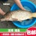 溱湖大鲤鱼新鲜活鱼现捕现杀食用淡水鱼红烧鲤鱼糖醋鲤鱼食材