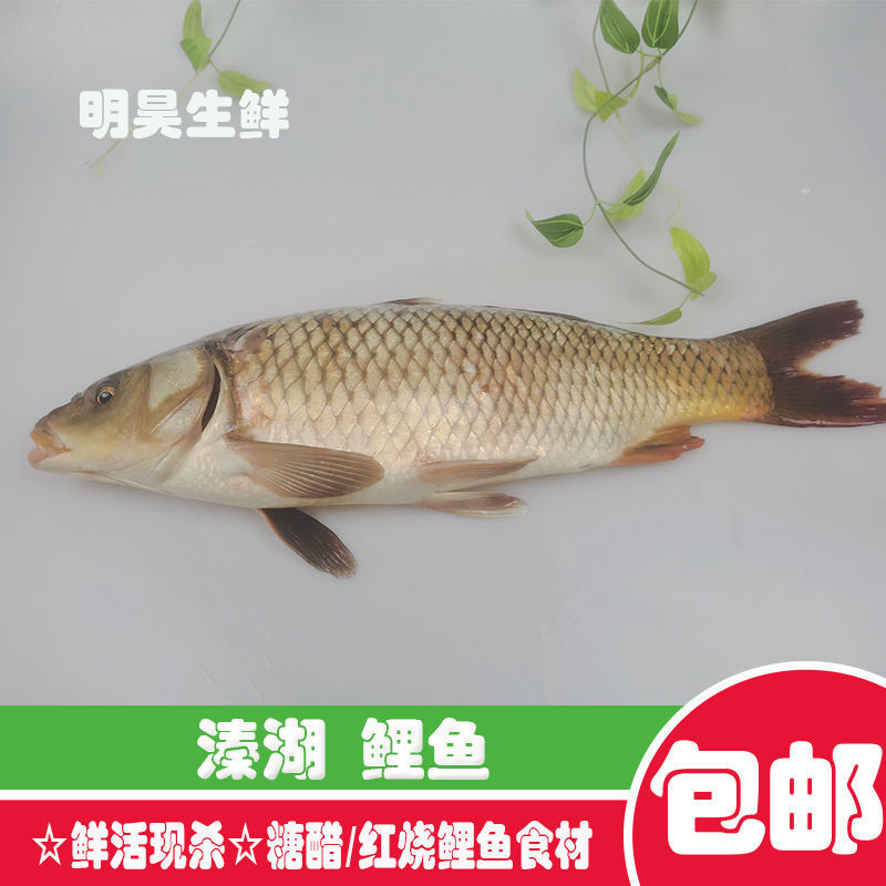 溱湖大鲤鱼新鲜活鱼现捕现杀食用淡水鱼红烧鲤鱼糖醋鲤鱼食材