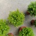赤楠福建龙岩种植批发基地欢迎新老客户来实地考察