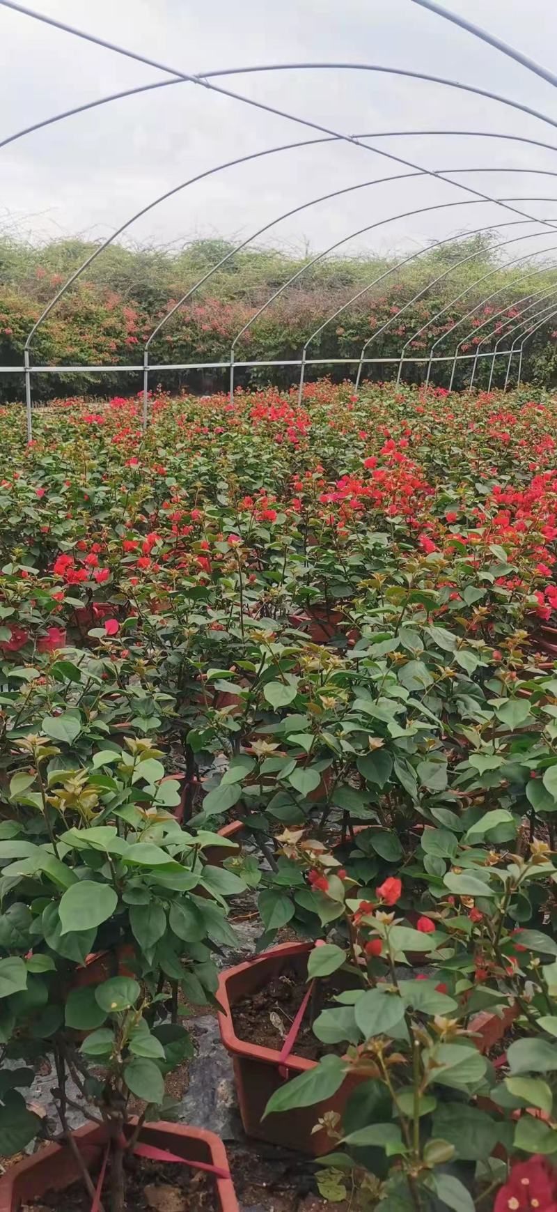 三角梅福建龙岩种植批发基地欢迎新老客户来实地考察