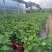 三角梅福建龙岩种植批发基地欢迎新老客户来实地考察