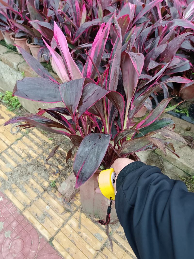 朱蕉福建龙岩种植批发基地欢迎新老客户来实地考察