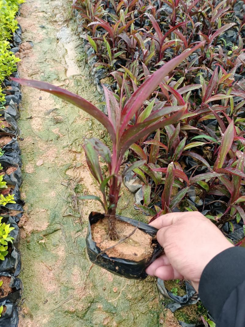 朱蕉福建龙岩种植批发基地欢迎新老客户来实地考察