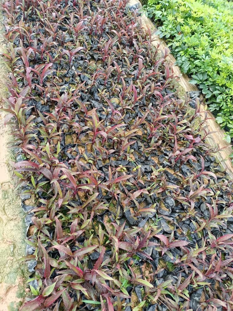 朱蕉福建龙岩种植批发基地欢迎新老客户来实地考察