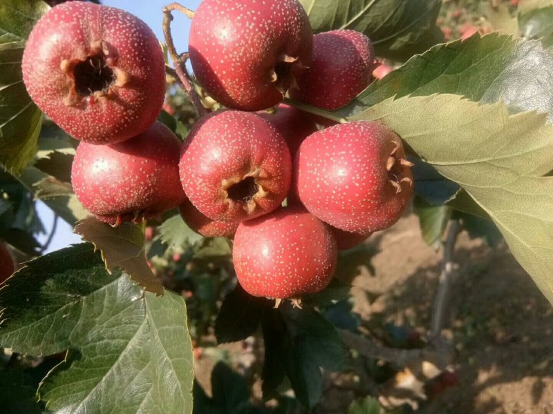 供应大金星山楂已上市质量杠杠的