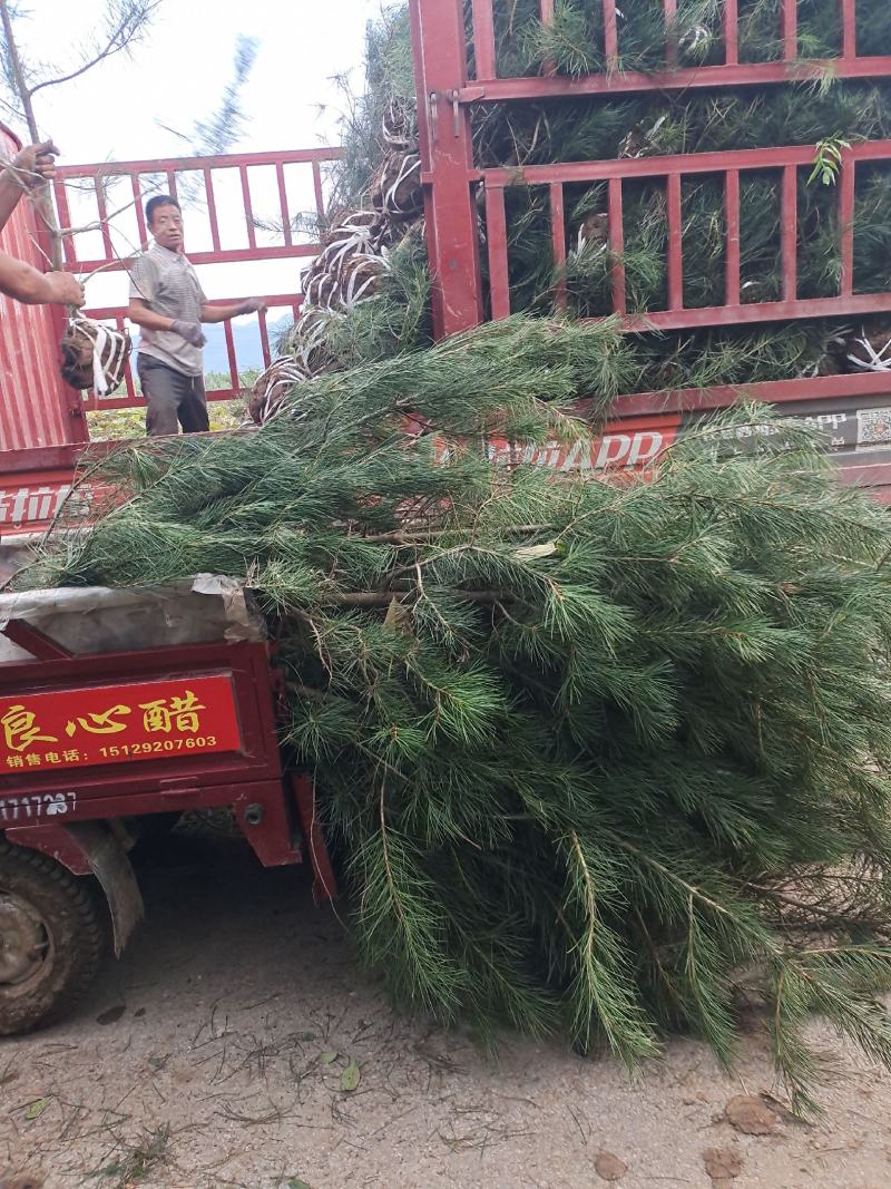 【精品】白皮松自家苗圃发货规格齐全欢迎老板选购