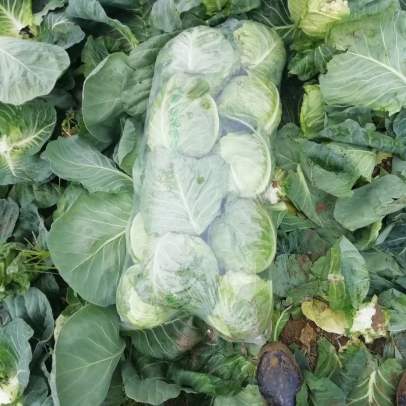 【甘蓝】湖北精品圆包菜一手货源千亩基地持续供应。