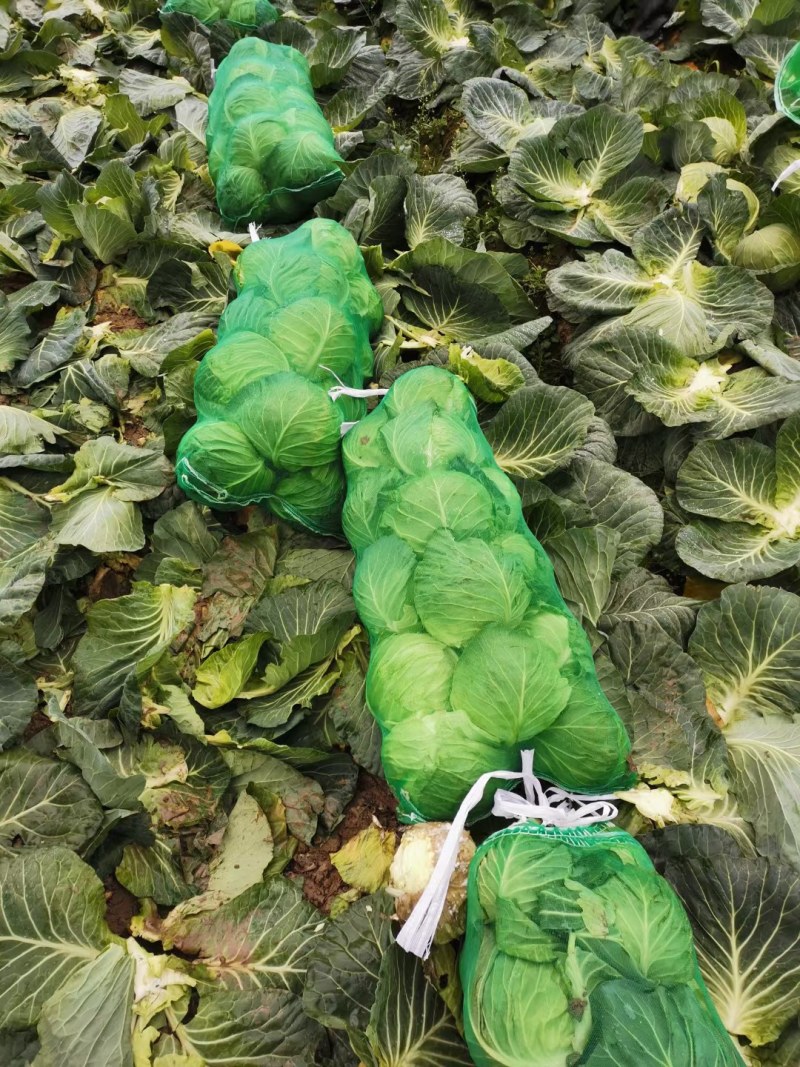 【甘蓝】湖北精品圆包菜一手货源千亩基地持续供应。
