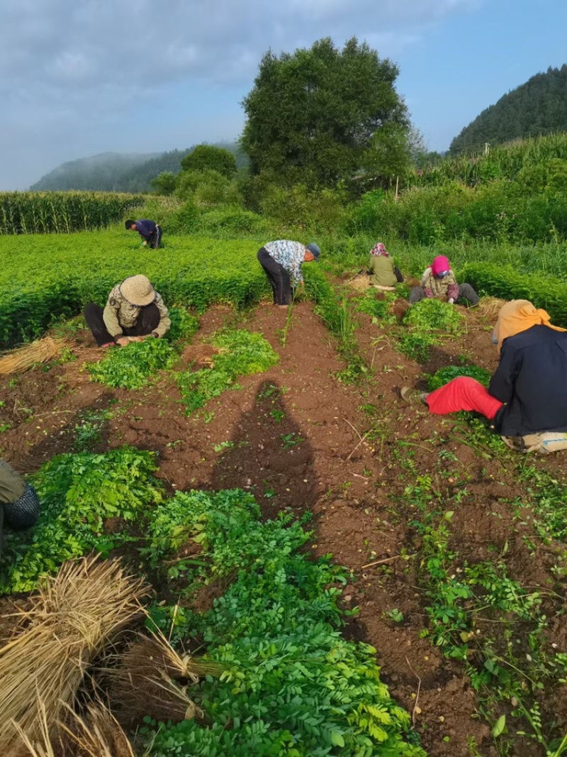 辽宁开原紫穗槐小苗棉槐工程苗油条杯苗繁育基地全国发货