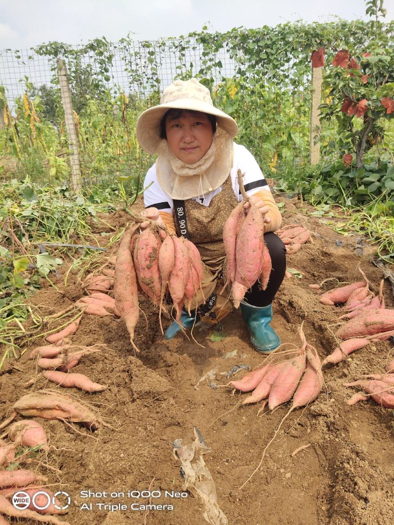【牛商推荐】临沂沂蒙山丘陵烟薯25口感好型美欢迎咨询