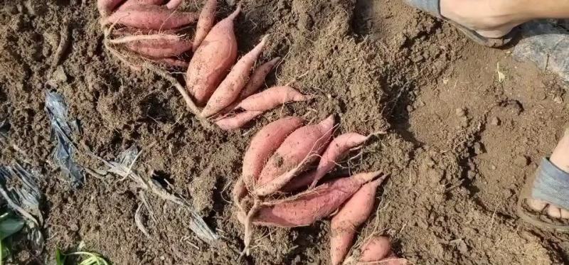 【牛商推荐】临沂沂蒙山丘陵烟薯25口感好型美欢迎咨询