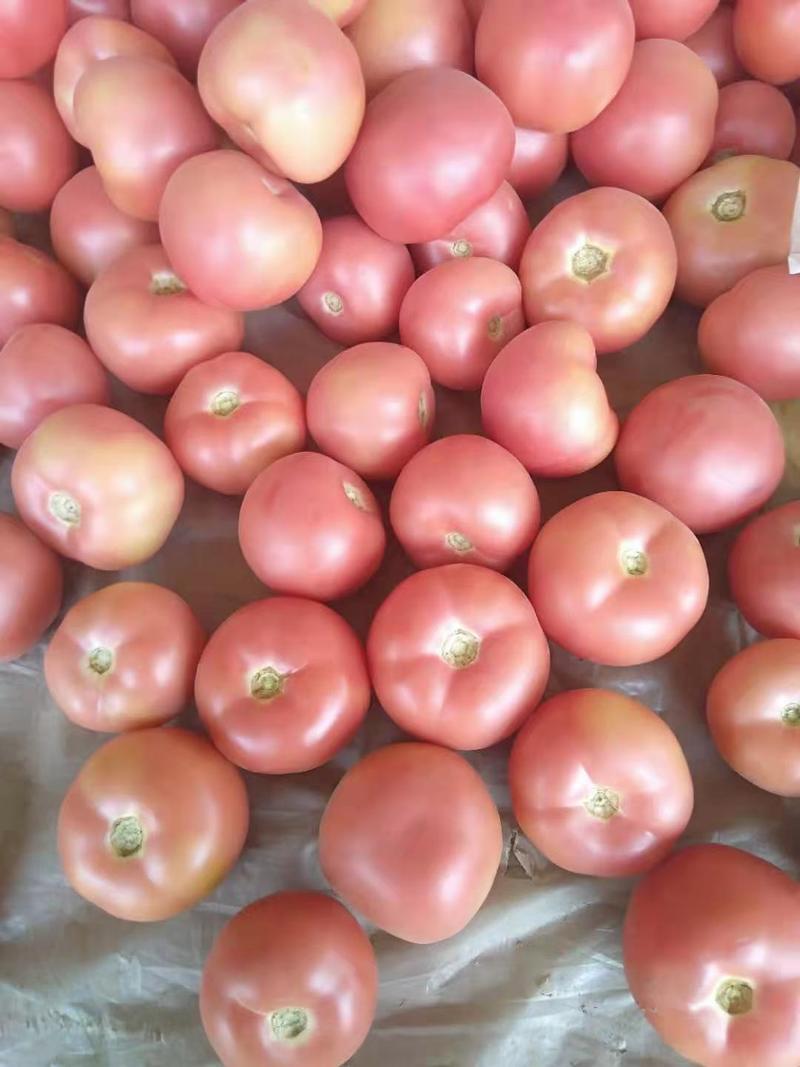 山东西红柿硬粉西红柿弧三以上一手货源支持各种包装