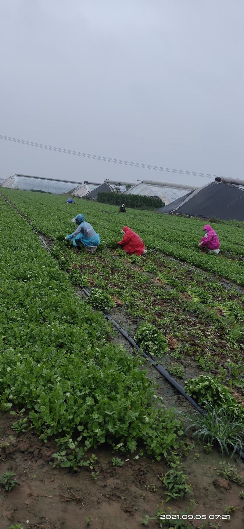 寿光市香菜精品小叶香菜，产地直销。无黄叶无蹿苔高度27