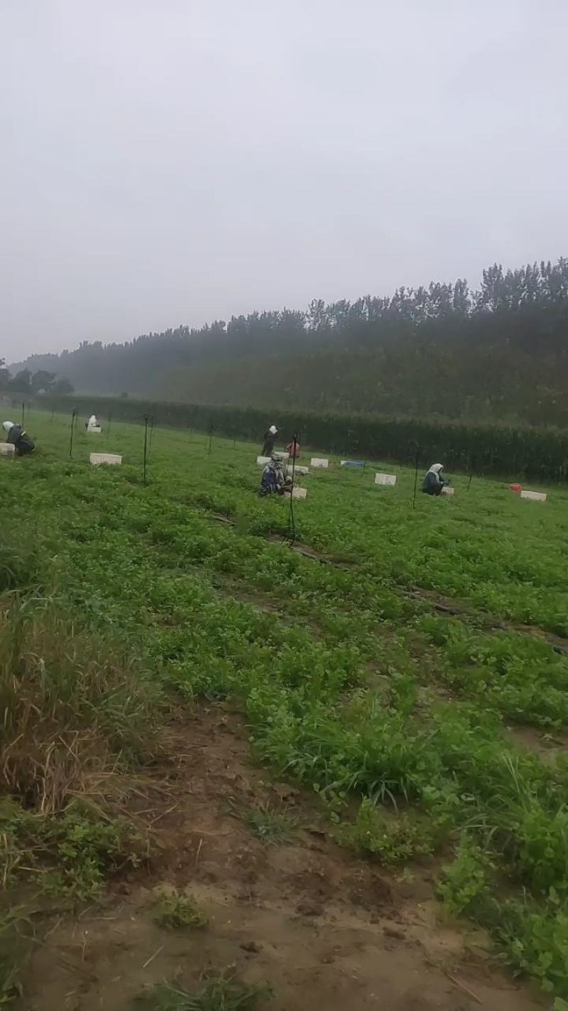 寿光市香菜精品小叶香菜，产地直销。无黄叶无蹿苔高度27