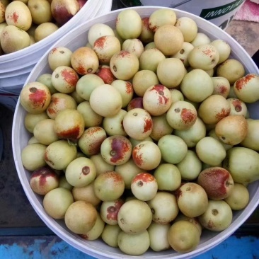 精品大荔冬枣，诚市场接各地客商，及各大电商，均可一件代发